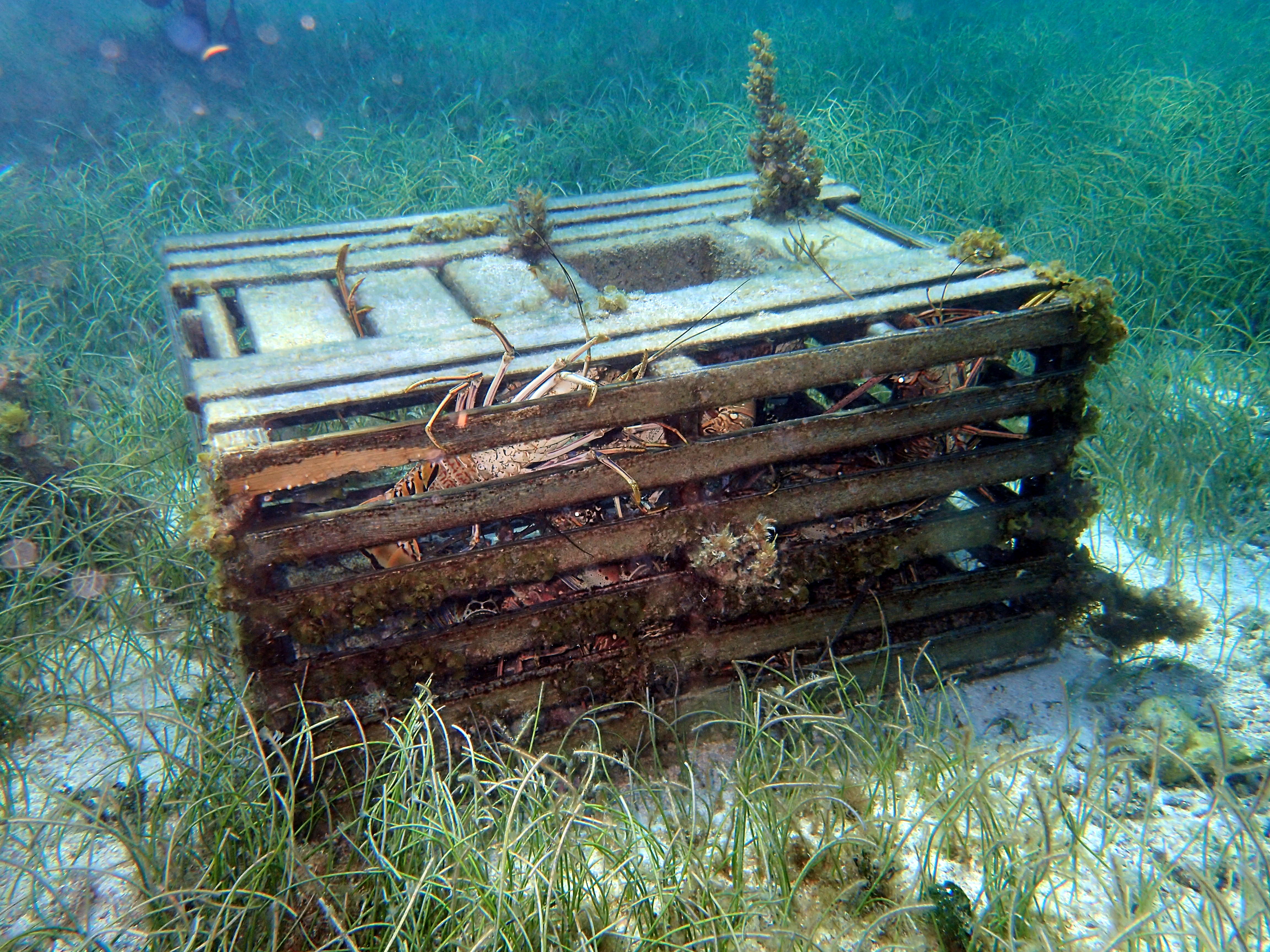 Lobster trap on seafloor